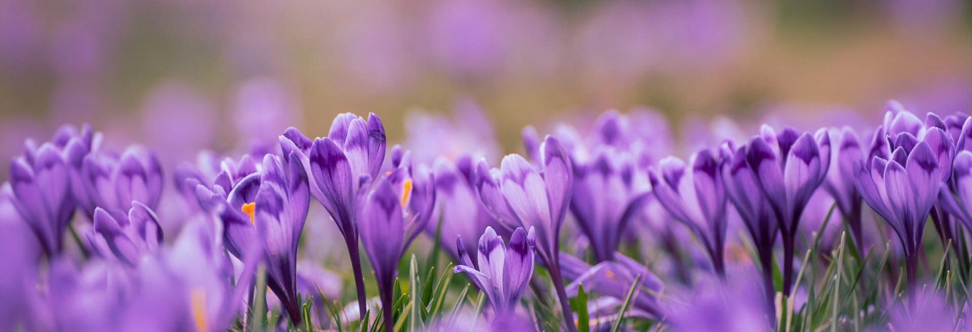 Obraz w ngłówku - blog - różne